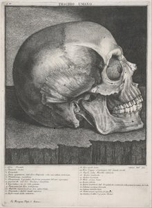 Cráneo humano de Antonio Cattani